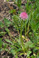 Image of Gymnadenia widderi (Teppner & E. Klein) Teppner & E. Klein