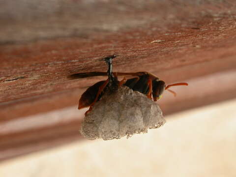 Image of Polistes