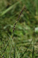 Image of Carex timmiana Junge