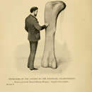 Image of Atlantosaurus Marsh 1877
