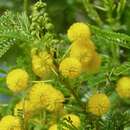 Imagem de Vachellia kosiensis (P. P. Sw. ex Coates Palgr.) Kyal. & Boatwr.