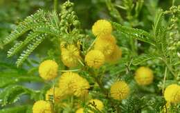 Vachellia kosiensis (P. P. Sw. ex Coates Palgr.) Kyal. & Boatwr. resmi