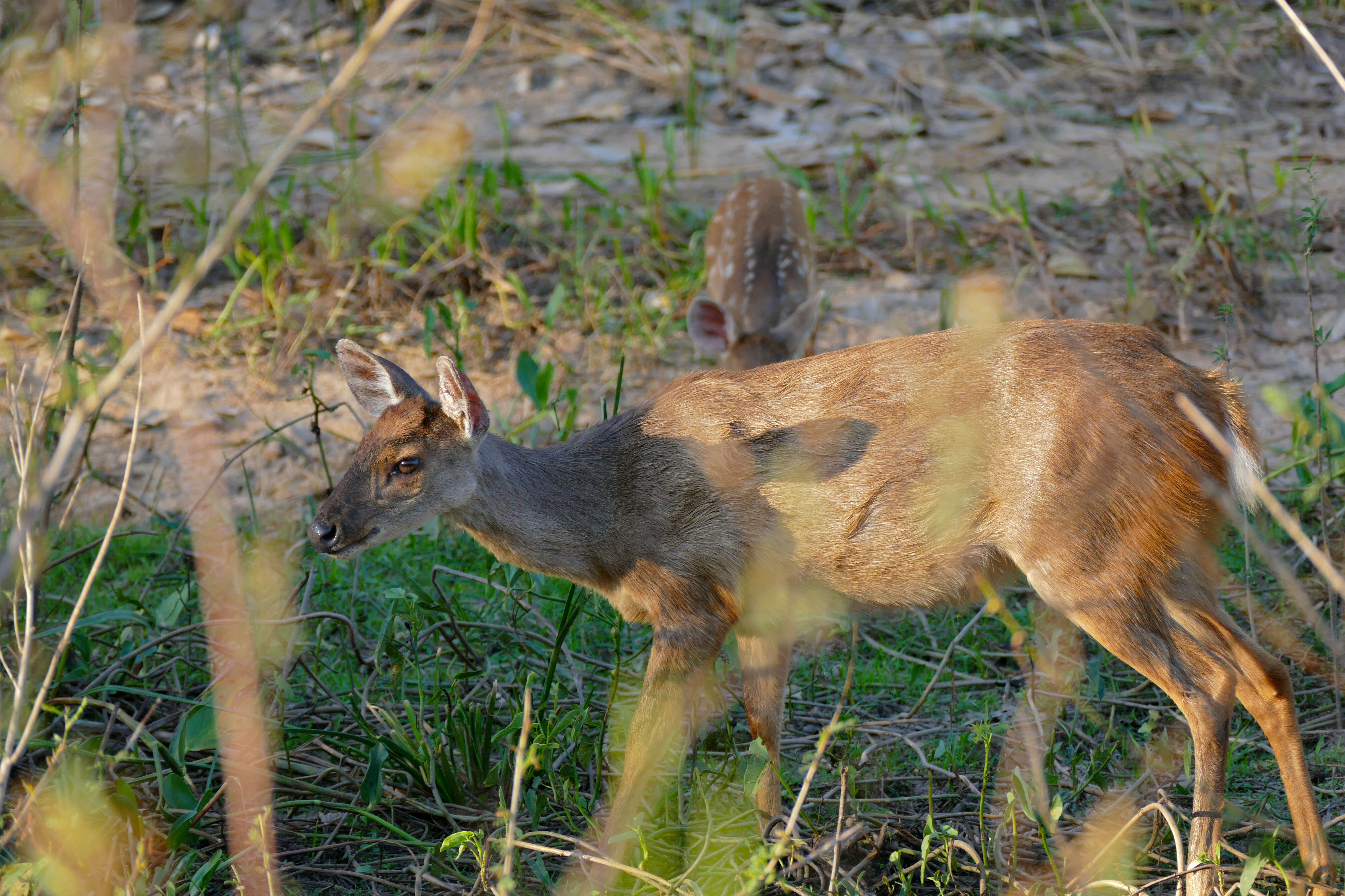 Image of Brocket Deer sp.