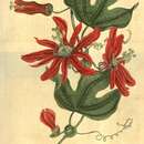 Image de Passiflora racemosa Brot.