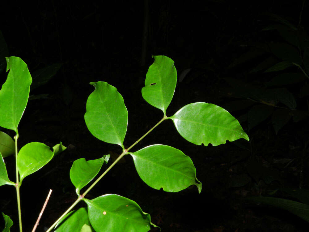 Image of Mouriri tuberculata T. Morley & K. Thomsen