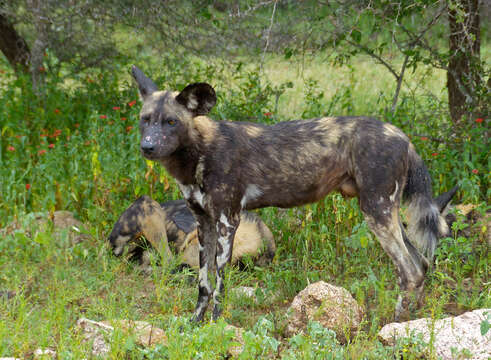 Image of African Wild Dog