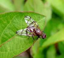 Image de Chetostoma