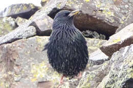 Imagem de Sturnus vulgaris zetlandicus Hartert 1918