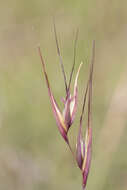 Image of kangaroo grass