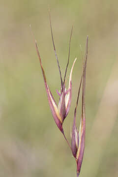 Image of Red grass