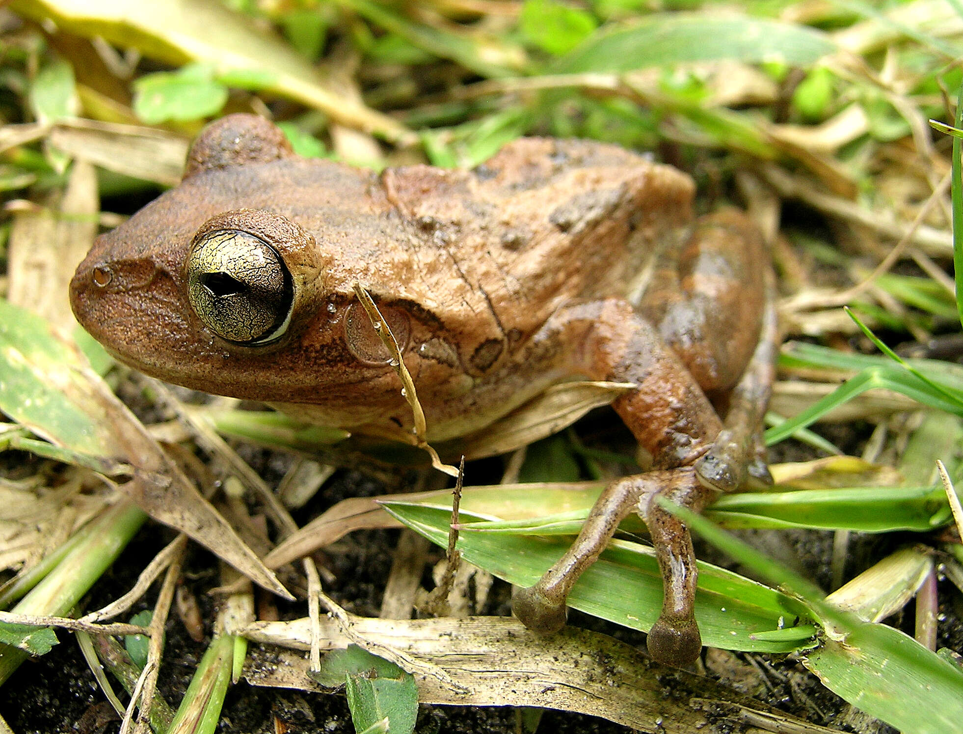 Image of Lophyohylinae Miranda-Ribeiro 1926