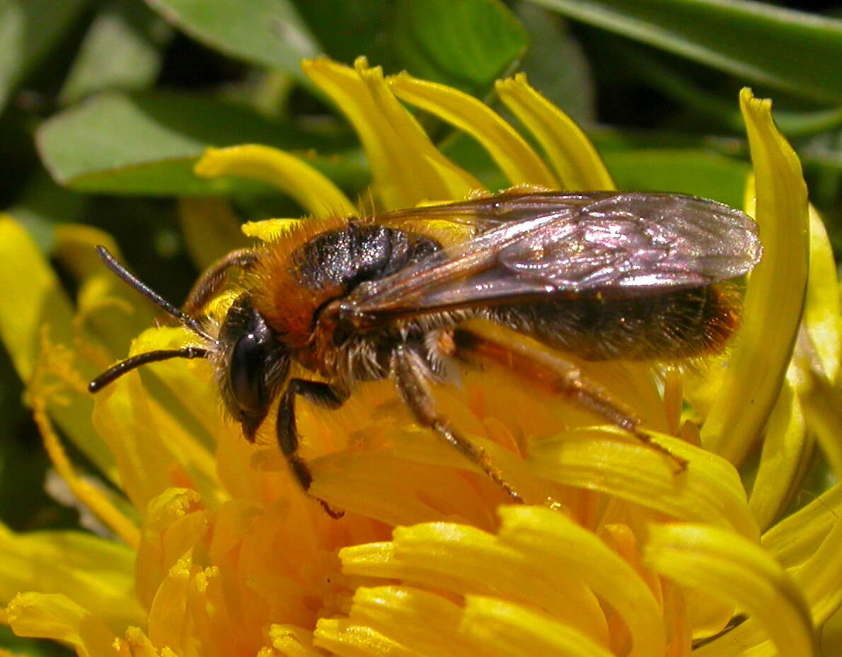 Image of Mining Bees