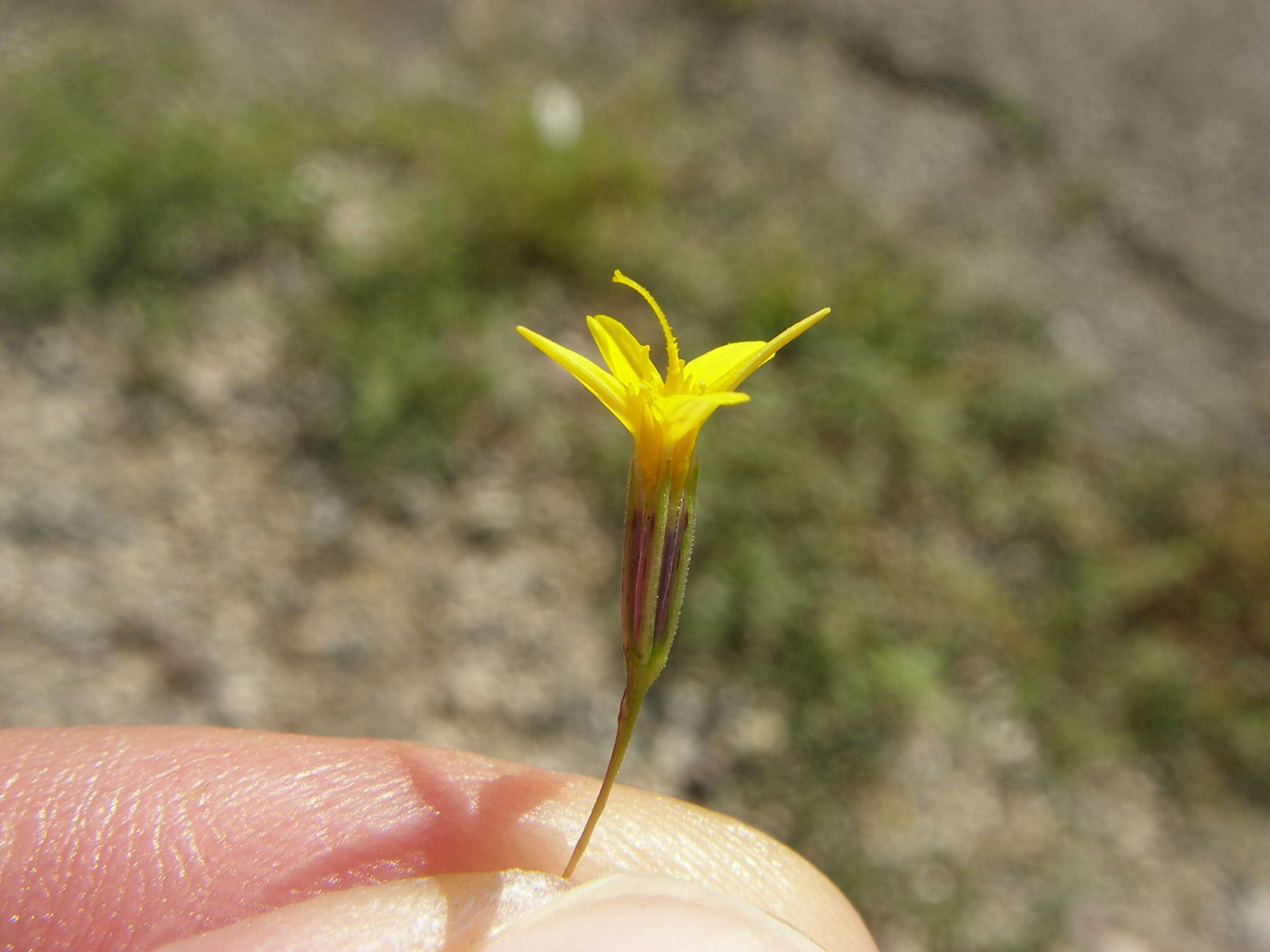 Image of chinchweed