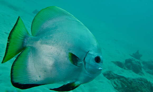 Image of Longfin batfish