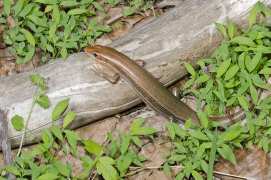 Image of skink