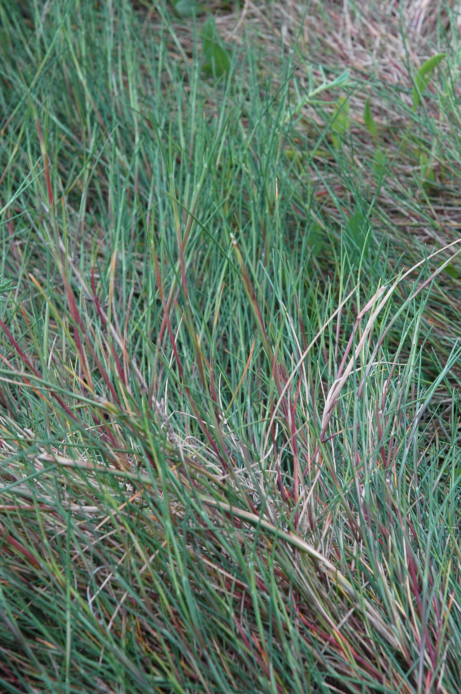 Image of Alkali or Salt Grasses