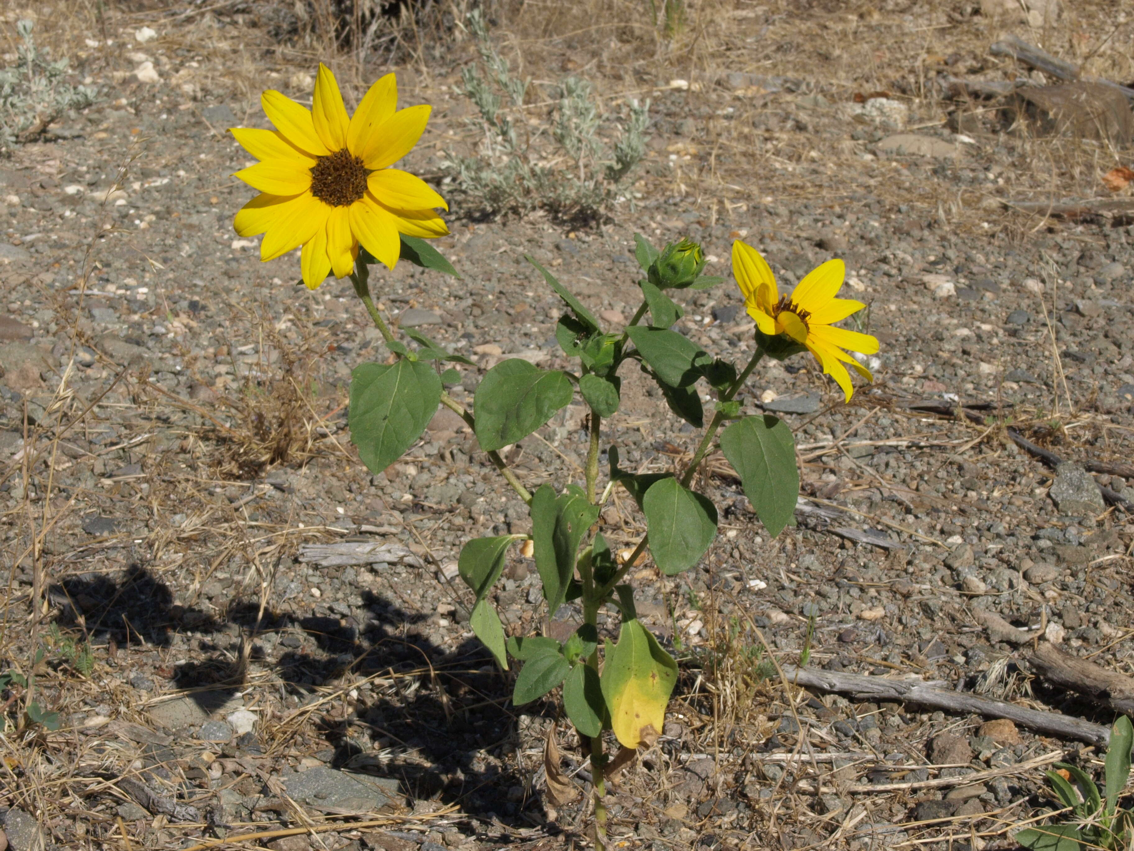 Image of sunflowers