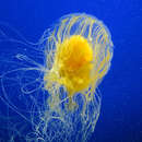 Image of Fried egg jellyfish