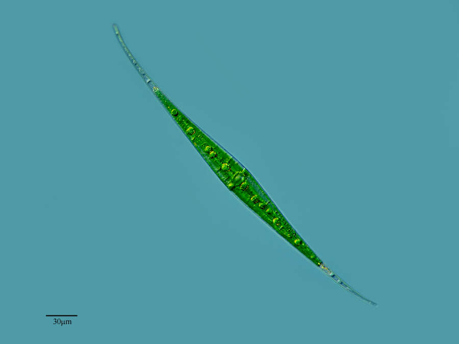 Closterium kuetzingii Brébisson 1856 resmi