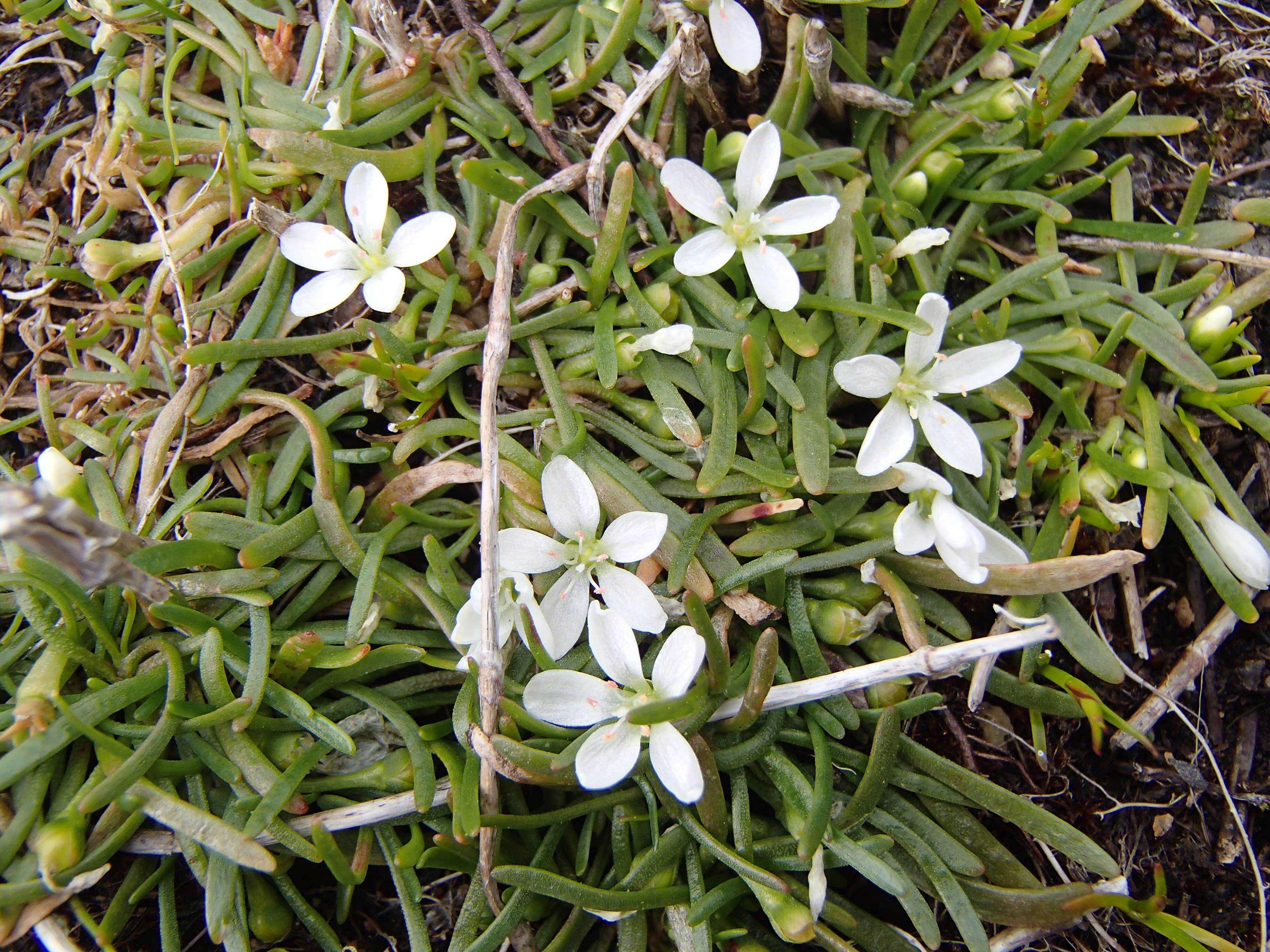 Image of Montia australasica (Hook. fil.) Pax & K. Hoffm.