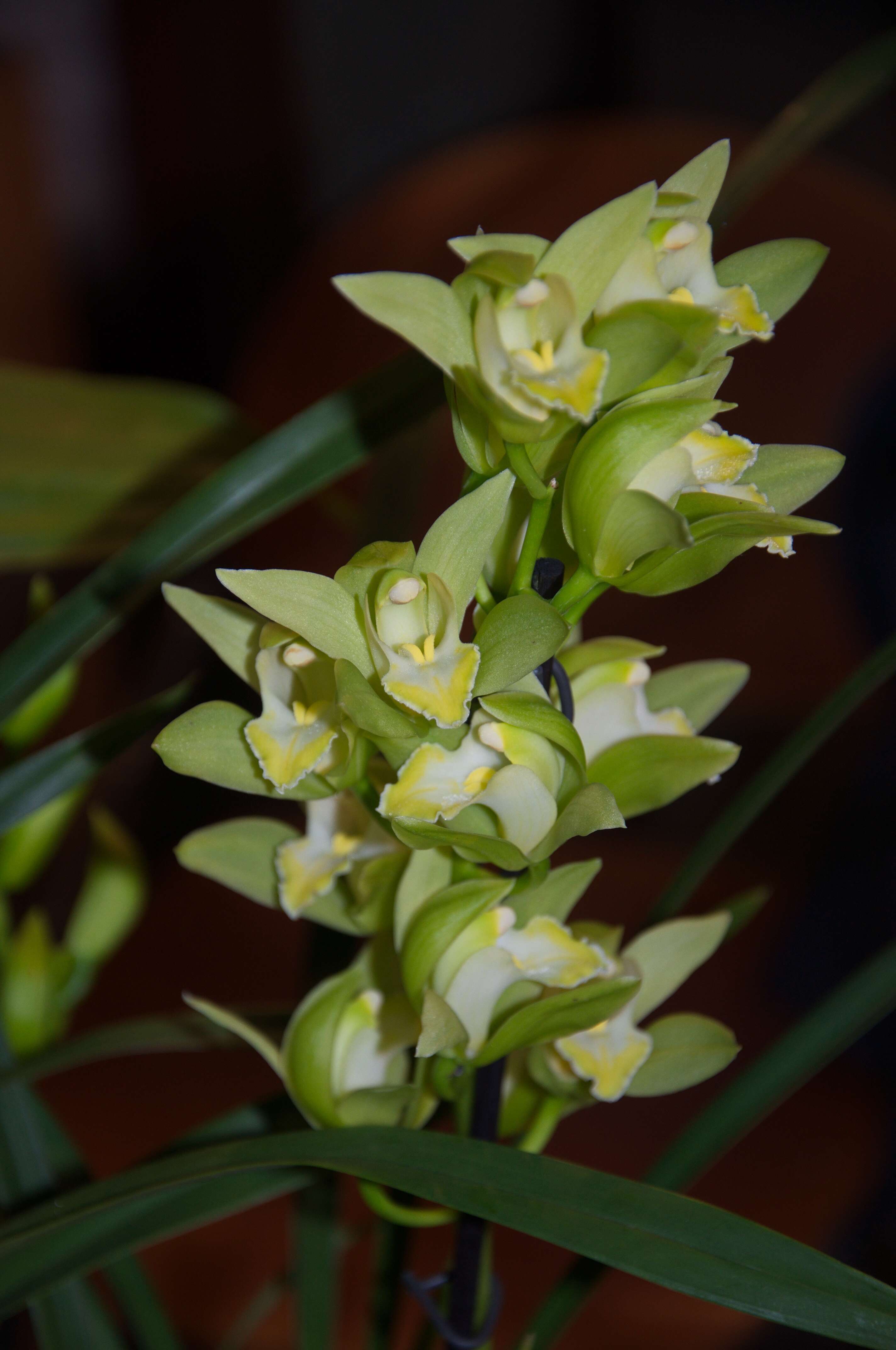 Cymbidium Megan的圖片