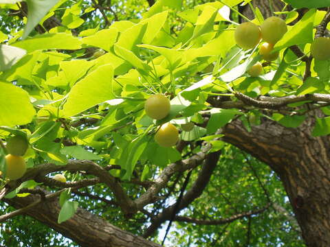 Image of Ginkgoopsida