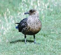 Image of skuas