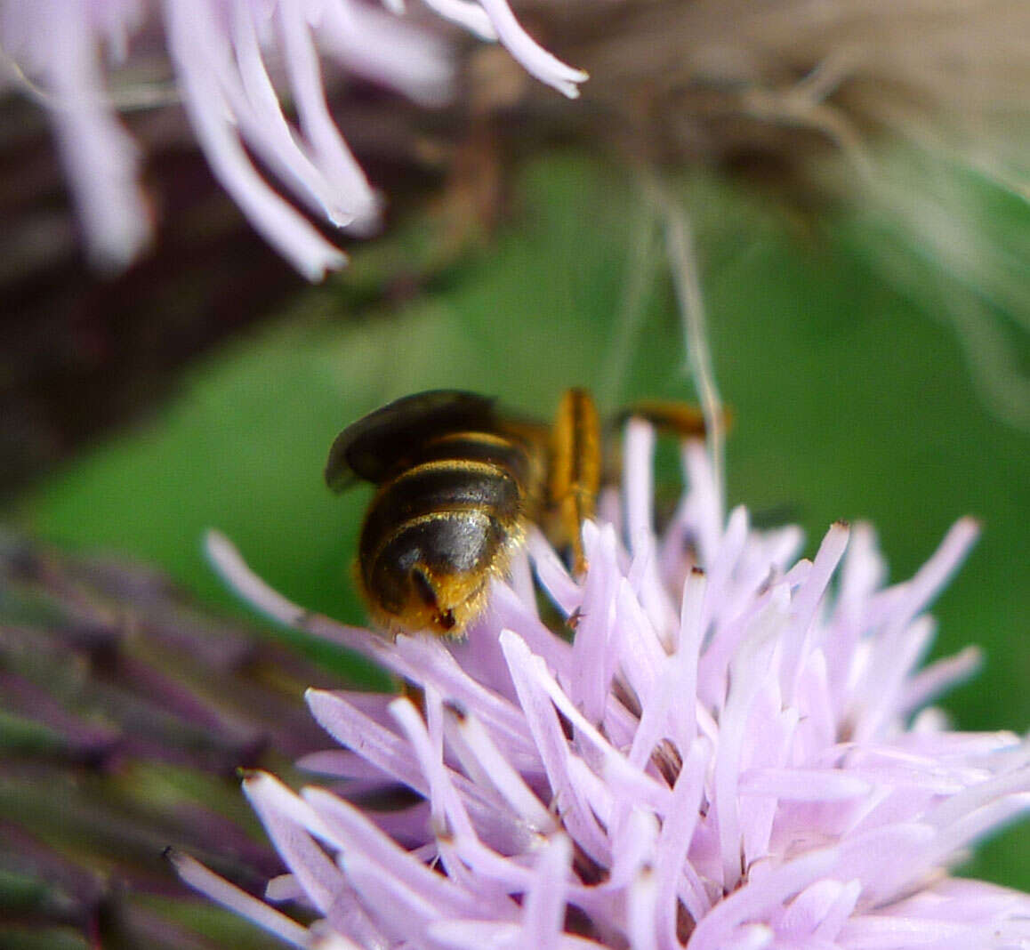 Image of sweat bees