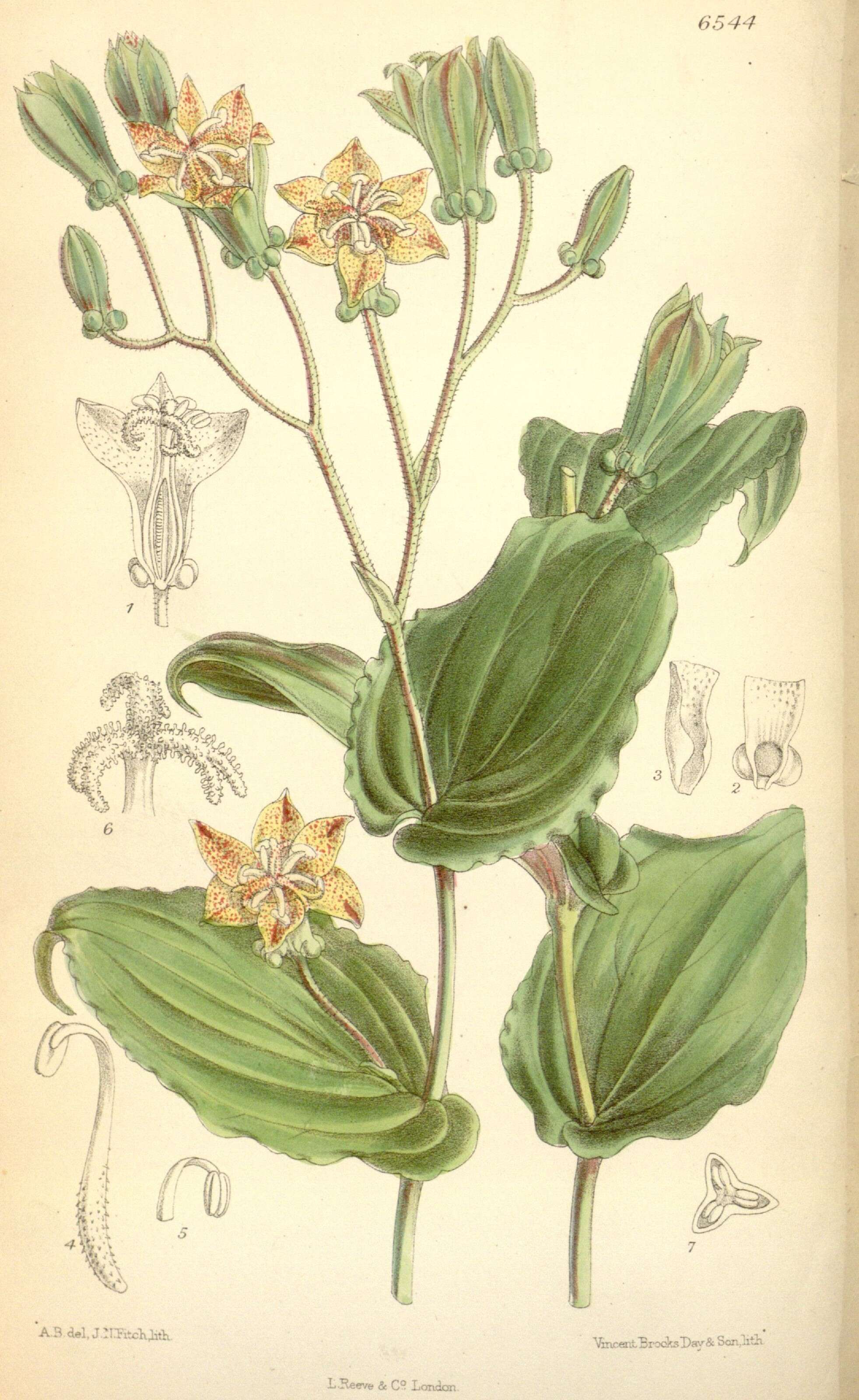 Image of Tricyrtis macropoda Miq.