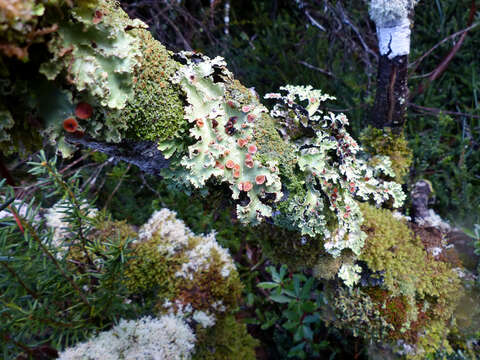 Image of Pseudocyphellaria lichen