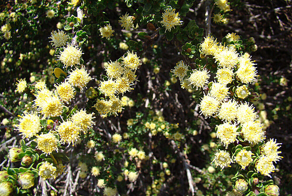 Image de Baccharis patagonica Hook. & Arn.