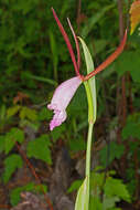 Image of Rosebud orchids
