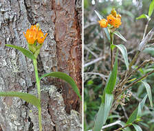 Image of Elleanthus aurantiacus (Lindl.) Rchb. fil.