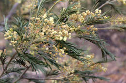 Image of green wattle