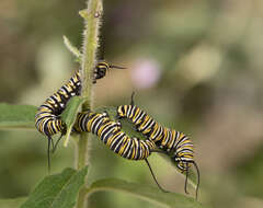 Image of Monarch Butterfly