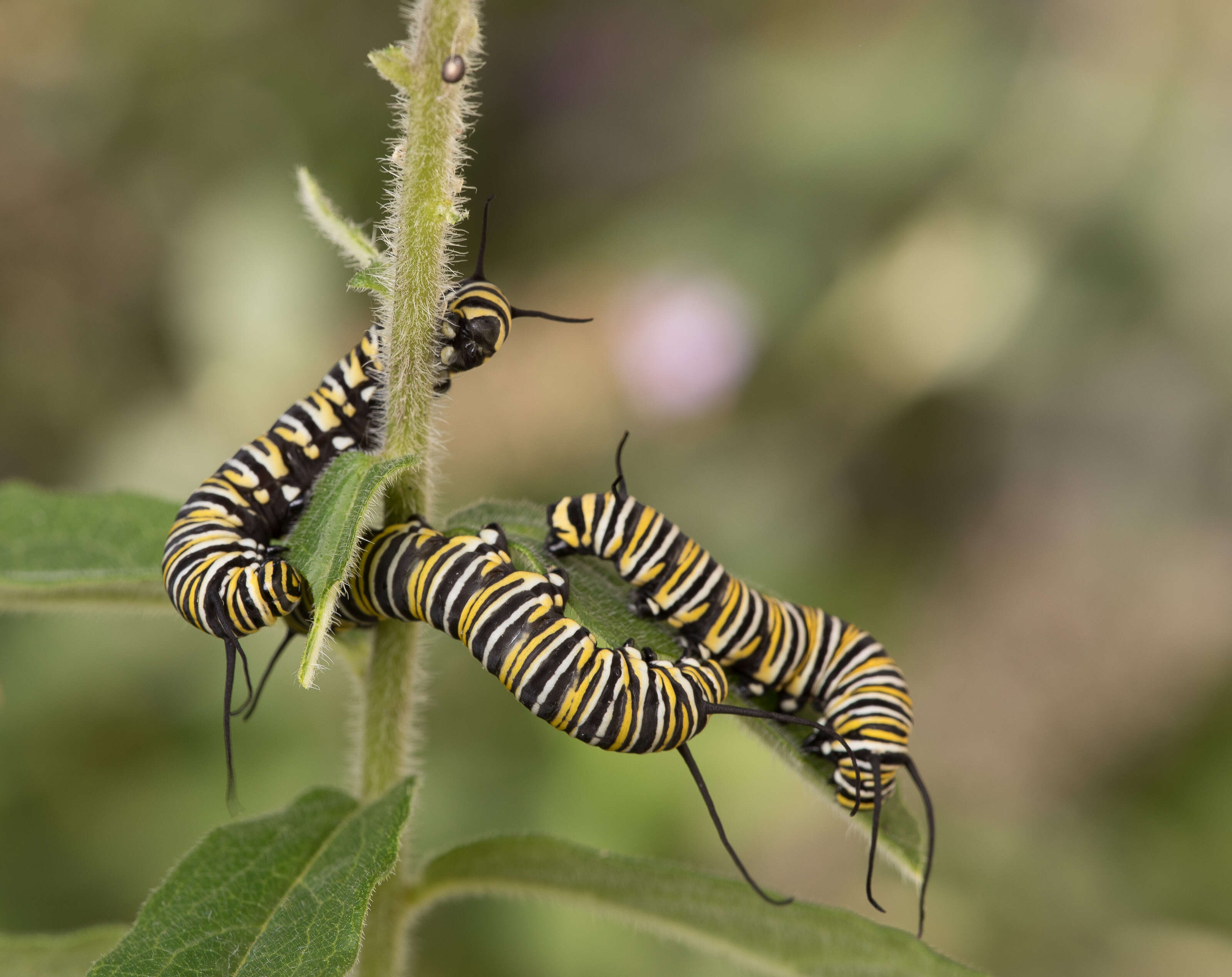 Image of Monarch Butterfly