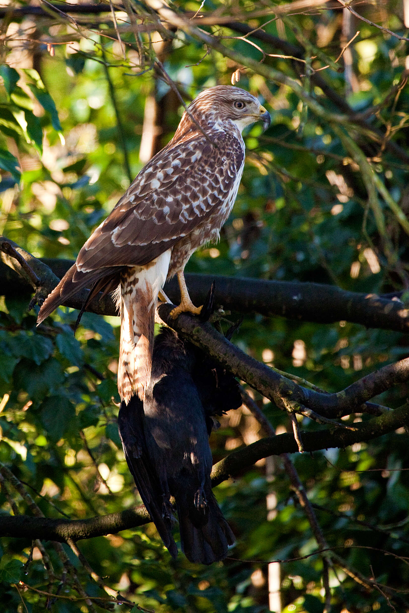 Image of Buteo Lacépède 1799