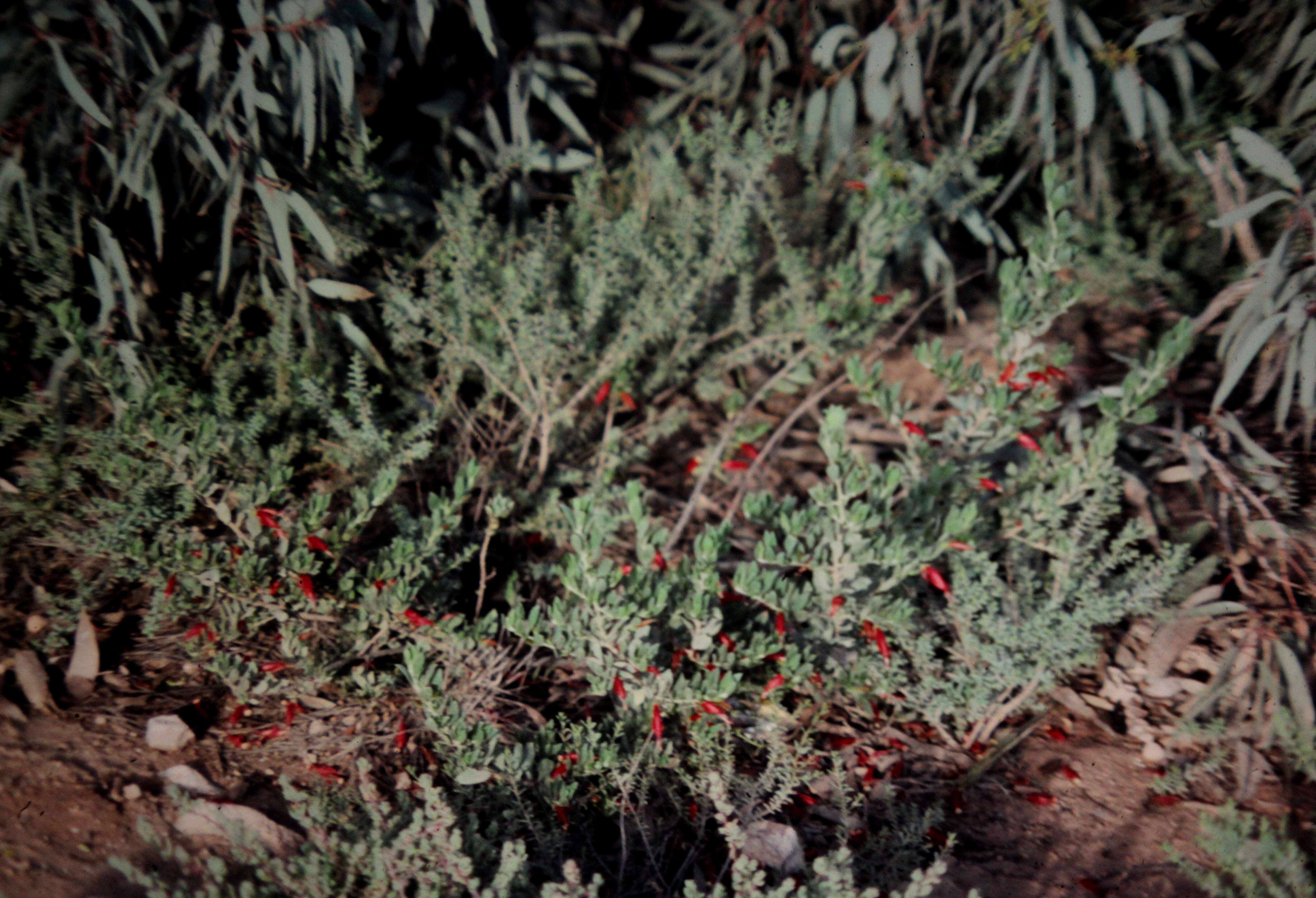 صورة Eremophila decipiens subsp. decipiens