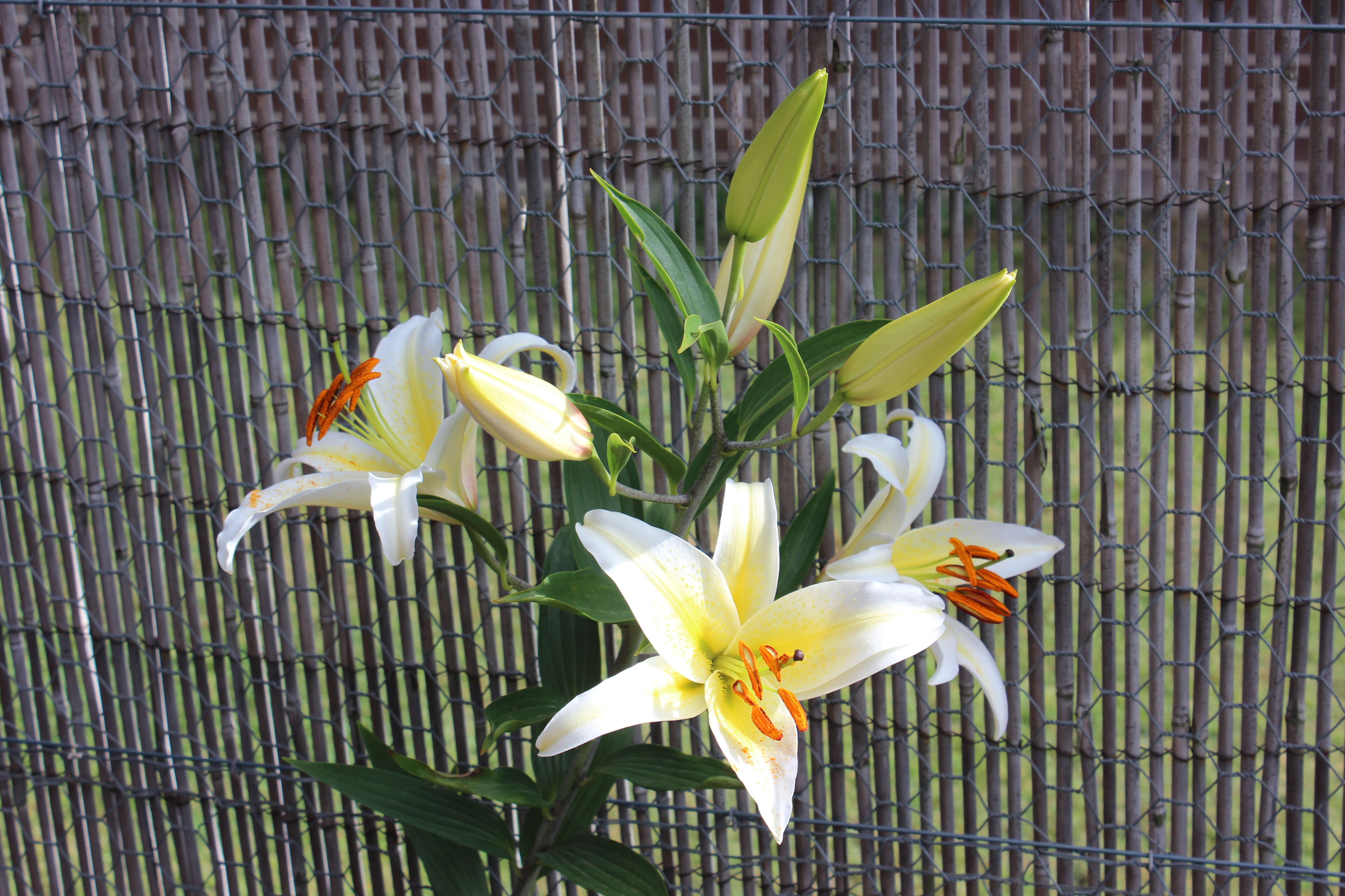 Lilium speciosum Thunb. resmi