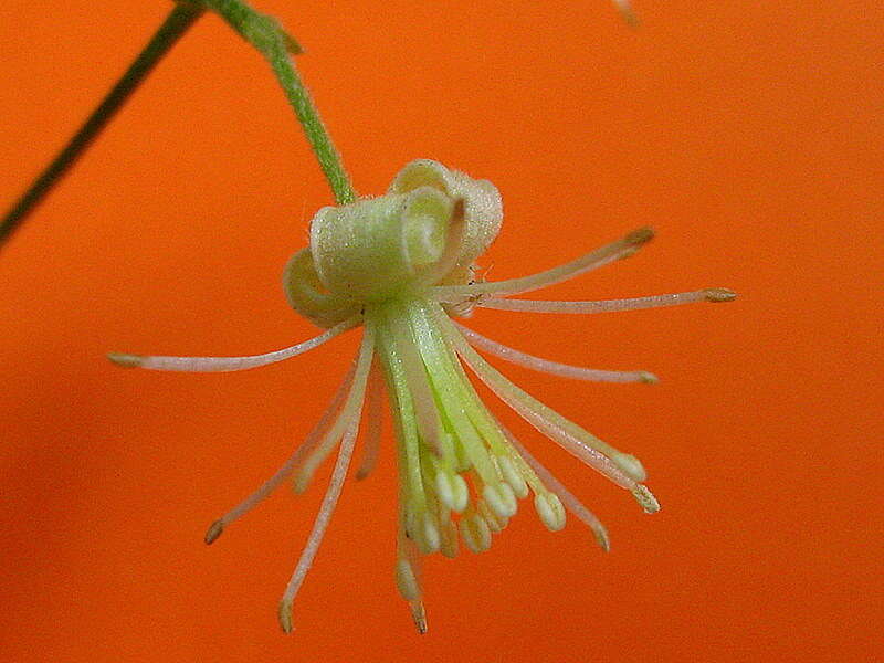 Image of Clematis brasiliana DC.