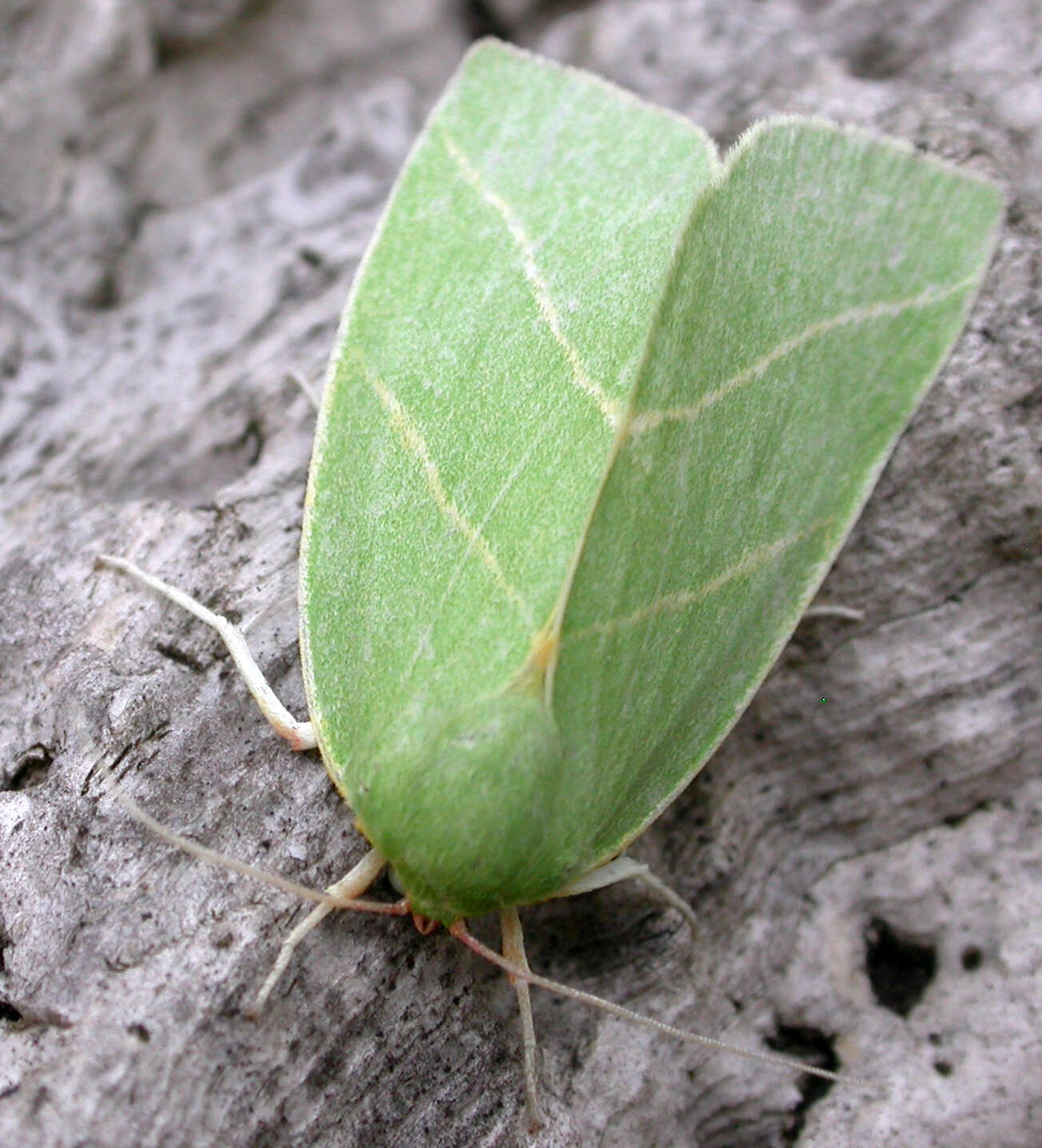 Image of Bena prasinana Linnaeus 1758