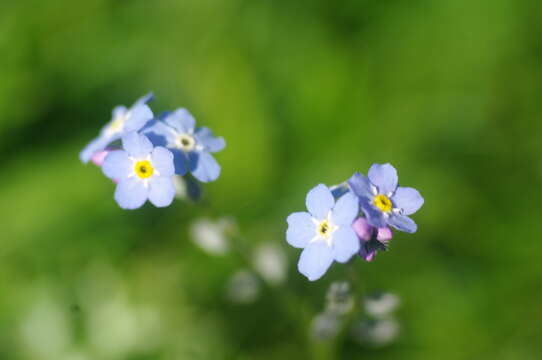 Image of Alpine forget-me-not