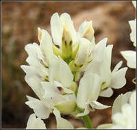 Image of white locoweed