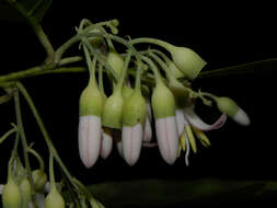 Image of Styrax glabratus Schott