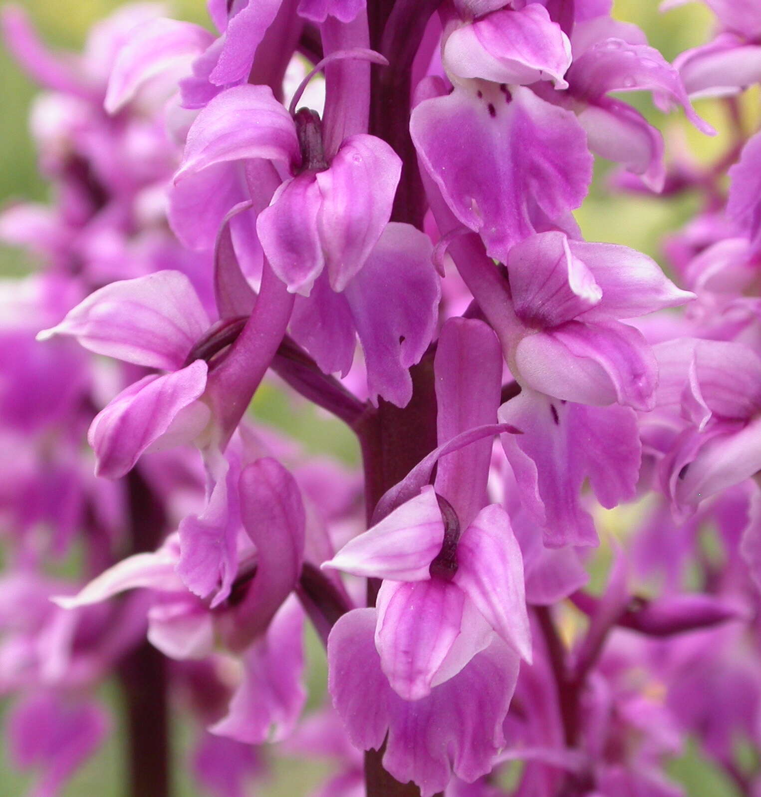 Image of Man Orchids