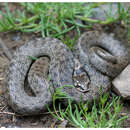 Image of False Smooth Snake