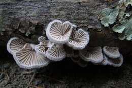 Image of Schizophyllum