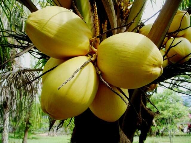 Image of coconut palm