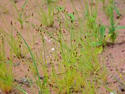 Image of slender sedge