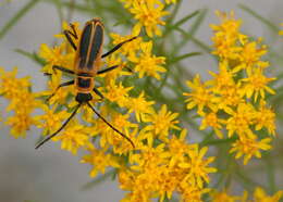 Image of Chauliognathus pennsylvanicus (De Geer)